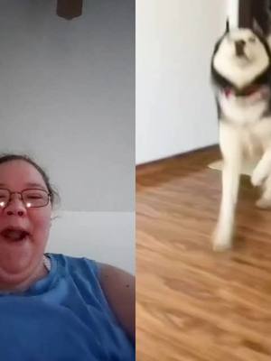 A post by @crazycatmom2011.backup on TikTok caption: #duet with @myhusky12