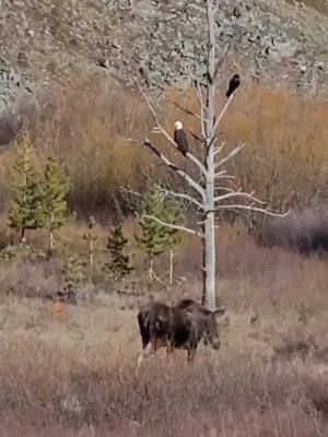 A post by @tall_plus_small on TikTok caption: #moose #baldeagle #bigskycountry