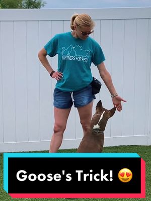 A post by @partners4petsil on TikTok caption: Go, Goose! Go! 💪🧠 Adoption Application #linkinbio! 🏡✨ #10millionadoptions #adoptme #DogTraining #fyp