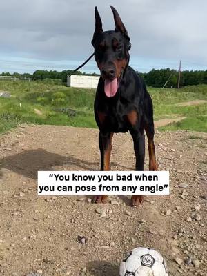 A post by @princethedobe on TikTok caption: 📸 #doberman #europeandobermann #ireland #healthtesteddog #croppedears #dogsoftiktok