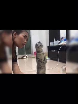 A post by @petcat6983 on TikTok caption: #greenscreenvideo 🥰#kitty #fypシ #funnycat #cetcup #foryoupage #foryou