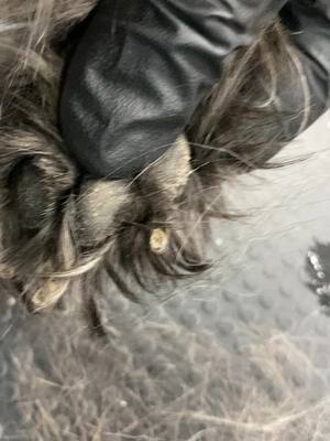 A post by @passionatepawsandclaws on TikTok caption: #nailtrim #doggrooming #longnails #support #lovewhatyoudo #mustlovedogs