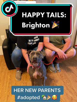 A post by @partners4petsil on TikTok caption: Reply to @mtgirl36 Brighton went home yesterday, and she'll be spoiled rotten! 🥳 #10millionadoptions #adopted #adoptdontshop