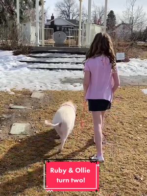 A post by @poshlittleoinklets on TikTok caption: Happy 2nd Birthday to Ruby & Ollie! They fill our lives with so much chaos, but also so much joy and love! #minipig #PetsOfTikTok #pigs