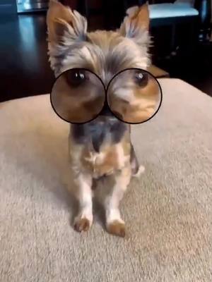 A post by @wghrfpcjqcru on TikTok caption: So cute dog 🐶 #teacupdogs #dog#dogsofttiktok#Funny #funnypets #cutepet  #cutepetdaily#petlife#wee#cute