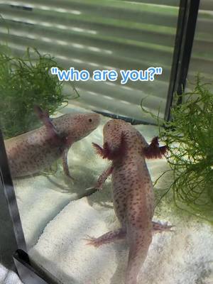 A post by @101axolotls on TikTok caption: another day of Olly looking at his reflection #axolotl #ollytheaxolotl #axolotlbesties #axolotlbabies #axolotlsoftiktok #tank #reflection #pets #PetsOfTikTok