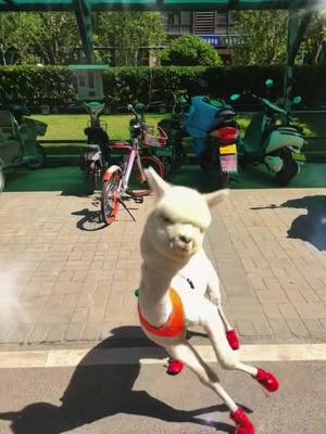 A post by @cutepets_tribe on TikTok caption: An alpaca wearing shoes for the first time #alpaca #ftpシ #popular #fyp#foryou