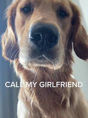 A post by @goldenretriever_chip on TikTok caption: #heysiri #callmygirlfriend #dogsoftiktok