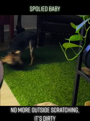 A post by @carlitosrosas on TikTok caption: #cleo #scratching #dogsoftiktok #doglovers #yorkie #babycleo