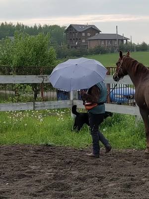 A post by @loshadi_iko on TikTok caption: Снимаем урок про приучение к страшилкам, а в голове играет эта песенка. 😁