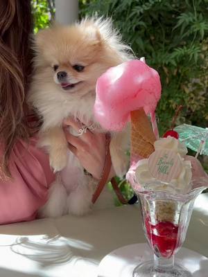 A post by @yumiandkimi on TikTok caption: Summer in LA ☀️#pomeranian #dogsoftiktok #LA