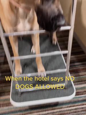 A post by @nobledame on TikTok caption: #nodogsallowed #nobledane