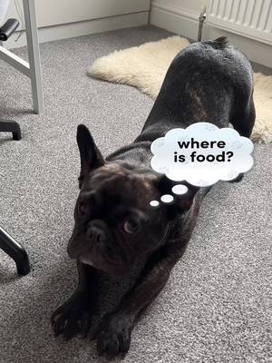 A post by @frenchbulldogmoshi on TikTok caption: Always hungry #frenchie #frenchbulldog