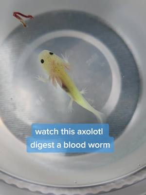 A post by @101axolotls on TikTok caption: you really can see right through them! 🤯 #axolotl #axolotlbabies #axolotlsoftiktok #PetsOfTikTok  #babypets #feeding #feedingtime #digestion #growwithme