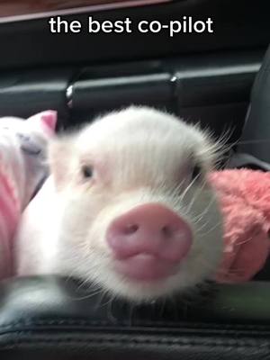 A post by @poshlittleoinklets on TikTok caption: Arnold loves riding in the car #happypiggy #mypalarnold #minipig #PetsOfTikTok