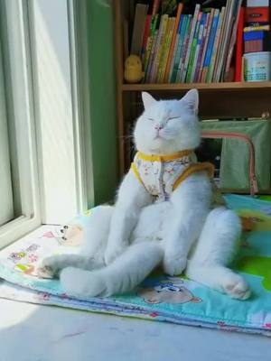 A post by @pawxir on TikTok caption: Your Buddhist Belle meow is here again 😂 #Pets