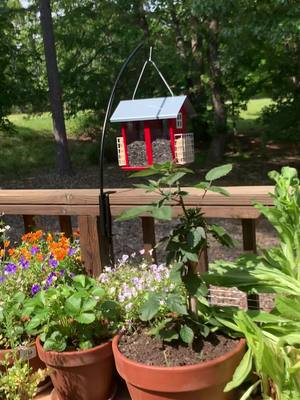 A post by @ninthliferustic on TikTok caption: My little wonderland in the Ozarks #arkansas #ozarks #tiktok #flowers #Summer