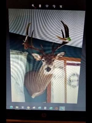 A post by @joshuasiddle15 on TikTok caption: Another big buck that I got in Southern Ohio early muzzleloader season!