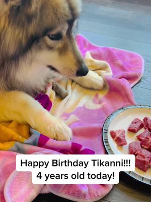 A post by @tkthefluff on TikTok caption: Happy Birthday Tikanni!!! #northendog #wolfdog #naid #happybirthday