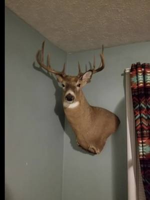 A post by @joshuasiddle15 on TikTok caption: Another big buck that I got in Ohio during Gun Season! I got it at my parents place.