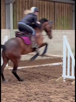 A post by @myfattydanny on TikTok caption: from our first jump to our latest🤍 #ElectrifyTheMini #equestrian #fyp #foryoupage #myfattydanny