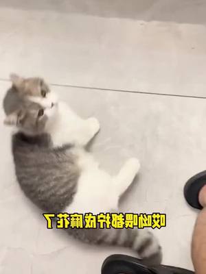 A post by @gabrittfohelsarah4 on TikTok caption: When the proud kitten meets delicious food, he is also confused about the food chain xiaoxianbao #Pets