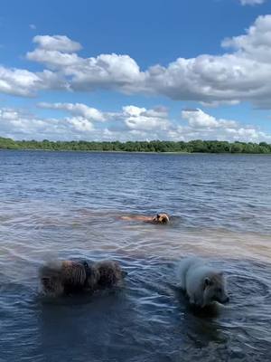 A post by @eurasier_souki on TikTok caption: Démonstration de natation synchronisée #eurasier #funnydog #dog