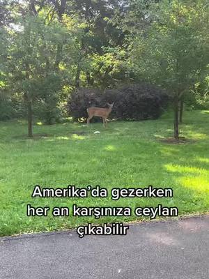 A post by @benerdembas on TikTok caption: Şehir içinde gezerken her an bir ceylan size merhaba diyebilir.. 🦌#fyp #ftpシ゚ #kesfet