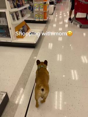 A post by @pipathefrenchie1 on TikTok caption: #frenchbulldog #dogsoftiktok#target #foryou #dogs #shopping #lovingdog