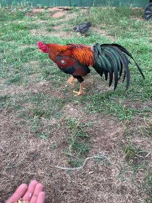 A post by @ajgallos on TikTok caption: #ajgallos #MadewithKAContest #foryou #fyp #PerfectPrideMovement #parati #rooster #gallos #viral #vidaderancho #ranchlife