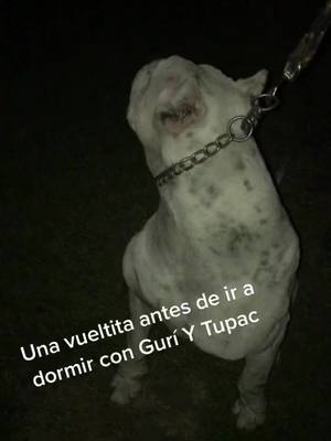 A post by @gastonrubio21 on TikTok caption: #losguricitosdogoarg #dogoargentino #dog #cazaconperros #cazaconjauria #entrerios