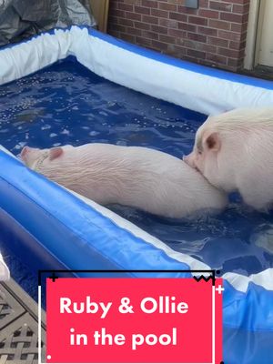 A post by @poshlittleoinklets on TikTok caption: I spent half the time trying to lure Ollie in with treats while Ruby was loving life #minipigs #summervibes #PetsOfTikTok