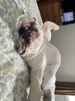 A post by @pennyspastaparty on TikTok caption: It’s the lip twitchies for me #fyp #foryou #cute #pets #bulldogsoftiktok