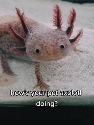 A post by @101axolotls on TikTok caption: we're raising 100 of them 😅 and we LOVE it #axolotl #axolotlbabies #axolotlsoftiktok #Minecraft #minecraftbuilding #minecraftmemes #gamer #videogames #axolotlmom #youfoundme #PetsOfTikTok #pets #fyp