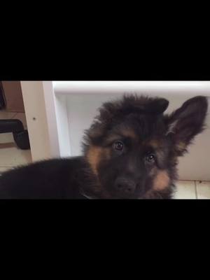 A post by @_storm_the_kingshepherd_ on TikTok caption: If you could re-do your dogs puppy hood, what would you improve/change || #young #dog #gsd #foryou #dc #foru