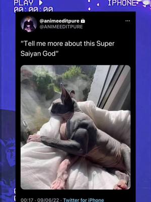 A post by @animeeditpure on TikTok caption: 🐱💪🏽 #dbs #dragonballsuper #beerus #godofdestruction #supersaiyangod #lordbeerus #anime #animetiktok #foryoupage #fypシ #weeb #viral #fup #xyzbca