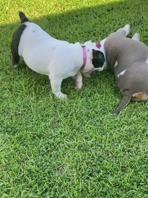 A post by @omg_its_antonio on TikTok caption: #microbully #bully #dogs #americanbully