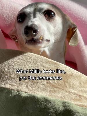 A post by @millie.the.iggy on TikTok caption: How are people so good at this? #italiangreyhound #rescuedog