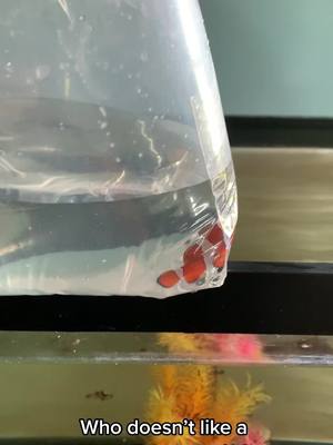 A post by @corpusse on TikTok caption: Some months ago a friend lost her clowns likely to brook. Tank should be clean now and since this fish has never left my house can go right in her tank. #aquarium #reef #reeftank #fishtok #clownfish #clownfishbreeding