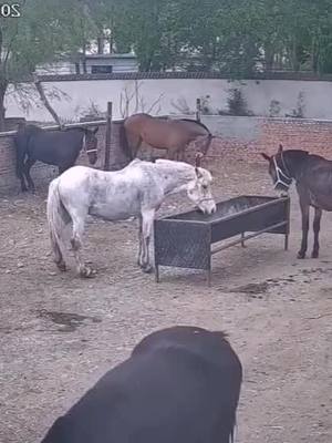 A post by @xiaofeiqin21 on TikTok caption: #foryou #pets #animals #equine #horse #horses #pony #funny #tiktok #foryoupage #fyp