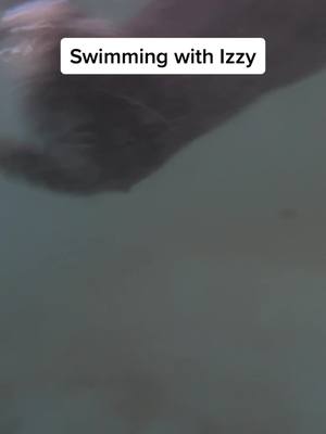 A post by @wtzoofari on TikTok caption: #otterswimming #ottersoftiktok #ottersmakemehappy #izzytheotter #cuteanimals