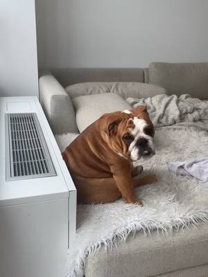 A post by @brooklyn__melon on TikTok caption: Guess who’s back? #needybulldog