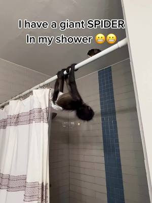 A post by @wtzoofari on TikTok caption: Spider monkey Tye hanging out. Refuses to let me shower in peace. #spidermonkey #growingupwithtye #monkeysoftiktok #monkeybaby #animalsoftiktok #animaltherapy