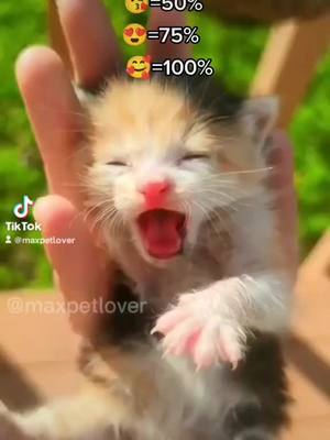 A post by @maxpetlover on TikTok caption: Will u say hi?🥰#pet #fypシ゚viral #fyp  #catsofttiktok #maxpetlover #kittycat  #foryoupage #pettok #cute #maxpettoy #PetsOfTikTok #tiktok #cutetok  #foru