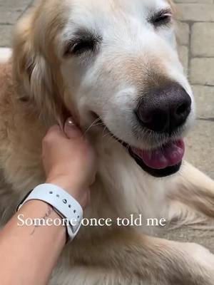 A post by @amos_and_abby on TikTok caption: With great cuteness…comes no responsibility.  #dogsofttiktok #goldenretriever #doggo #fyp #foryou #dogsontiktok #cutedog #doggies #doglife #doglover #dogs #dog #goldensoffiktok #goldenretrieverlife #goldenretrievers #goldenretrieversoftiktok