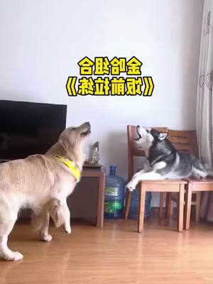 A post by @gabrittfohelsarah4 on TikTok caption: It's time for husky golden hair's pre dinner practice! Golden wool 1251 race level husky #Pets