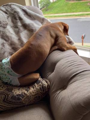 A post by @dulcethedoggy on TikTok caption: My favorite morning spot. #fyp #vizsla #rainyday