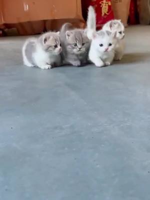 A post by @sancocjdygoldsmith on TikTok caption: I want to be a kitten in my next life #Pets