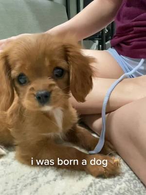 A post by @yuzuthecav on TikTok caption: She just turned one, so we’re bringing back puppy vids 🥹🥹 #cavalierkingcharlesspaniel #puppiesoftiktok #dogsoftiktok #cavaliercommunity #fyp