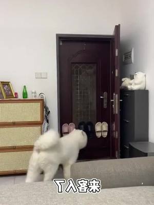 A post by @sancocjdygoldsmith on TikTok caption: Come to my house? Let you feel the hospitable dog 😂 #Pets